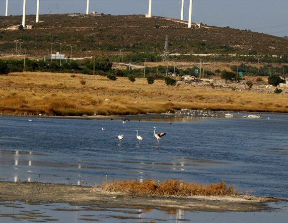 alacati-kuslariyla-da-turist-cekecek-12374506_amp